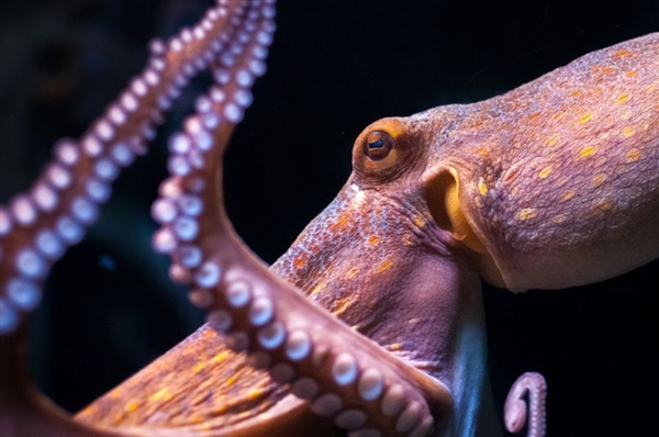 章鱼体育直播，海洋奇观：章鱼体育现场直播