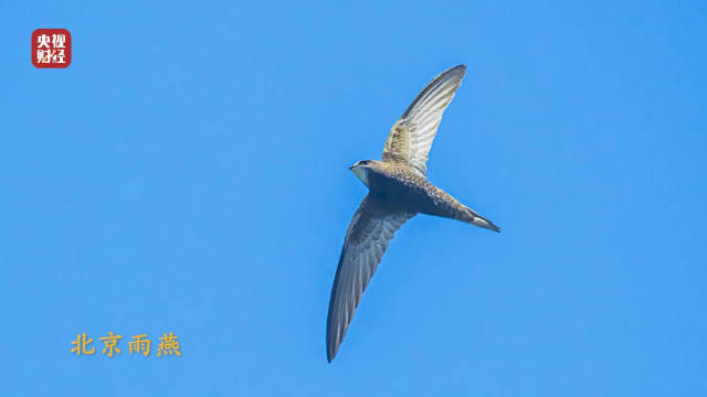 下载旧版雨燕体育直播 @获取历史版本雨燕体育直播应用的方法揭秘