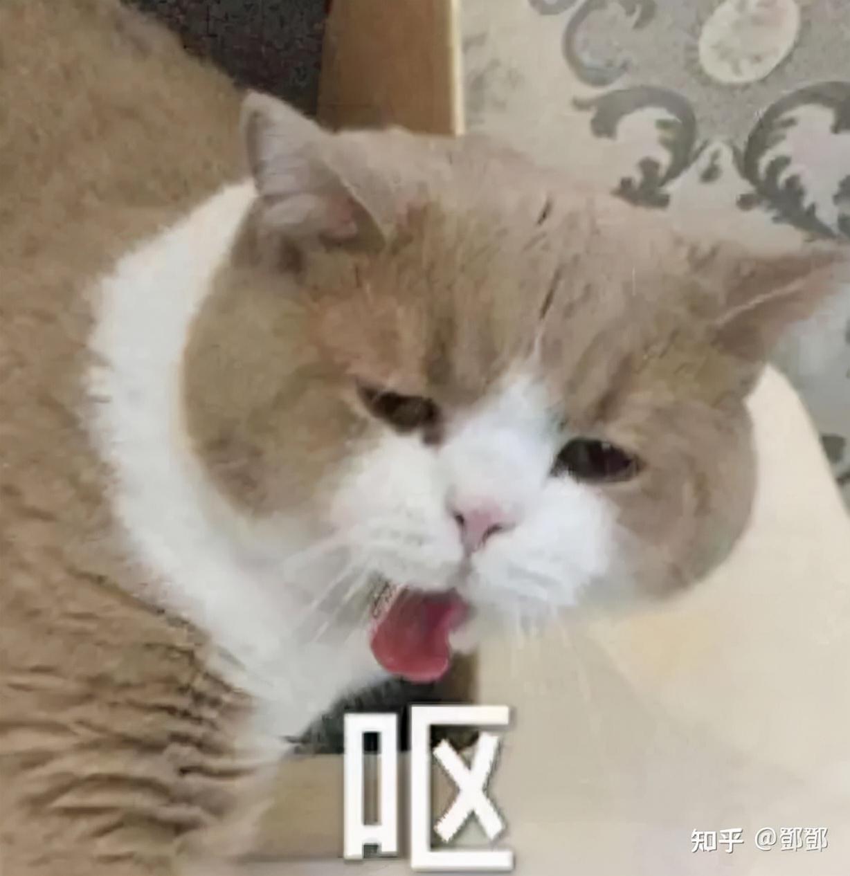 315体育直播设备，打造专业体育赛事直播的最佳设备指南